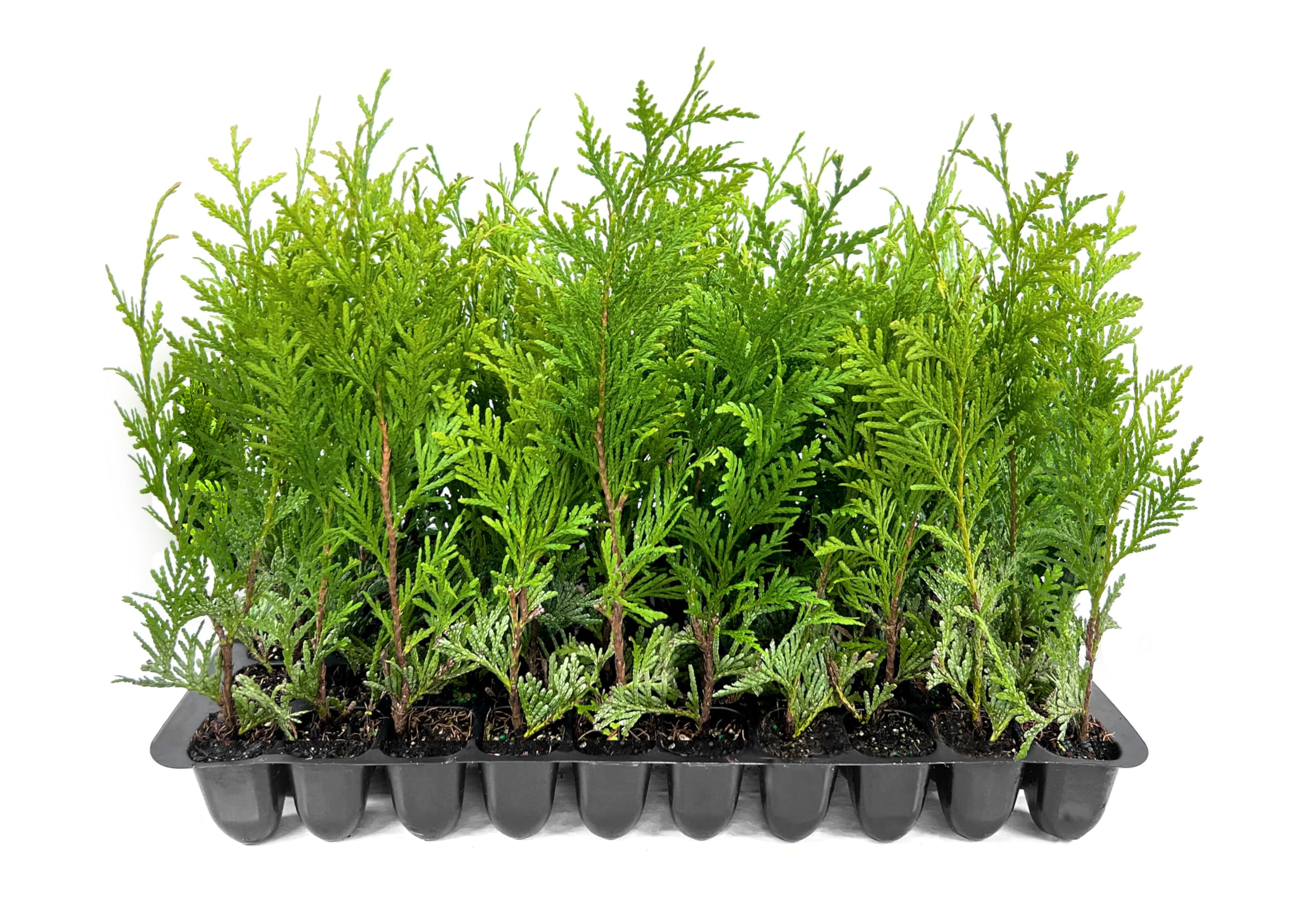 Thuja Green Giant | 20 Live Plants | Thuja standishii x plicata | Fast Growing Evergreen Trees | Privacy Hedge Plants for Landscaping