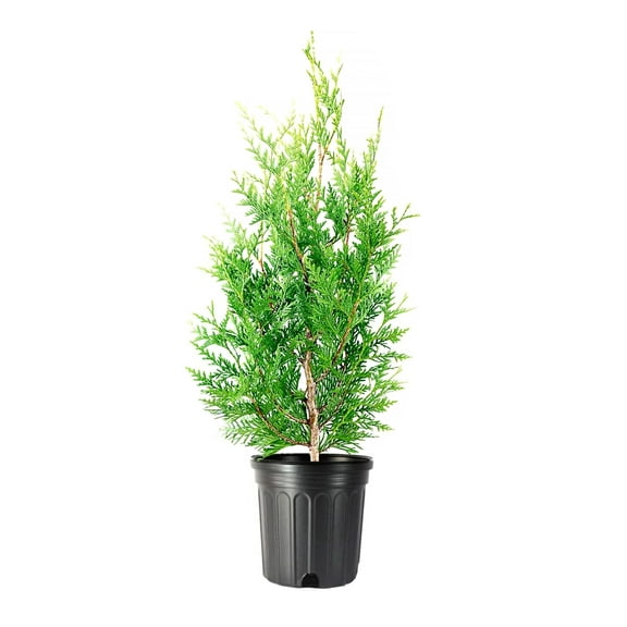 Thuja Green Giant | 3 Large Gallon Size Trees | Thuja standishii x plicata | Fast Growing Privacy Screen | Evergreen Landscape Plants for Borders
