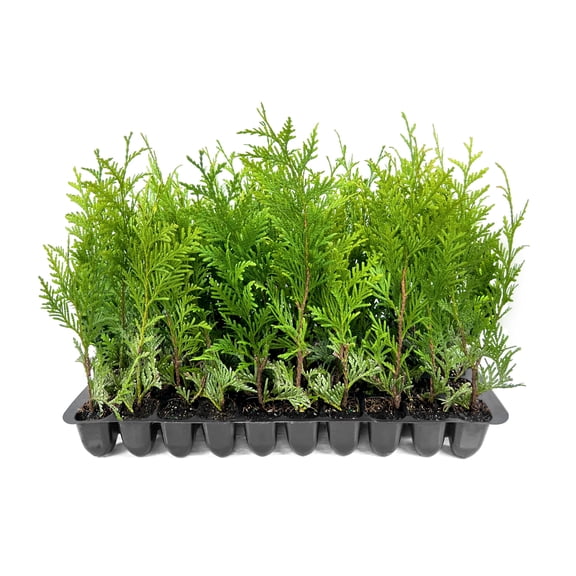 Thuja Green Giant | 40 Live Trees | Thuja standishii x plicata | Fast Growing Privacy Screen | Evergreen Landscape Plants for Borders