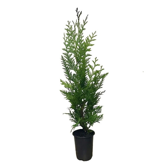Thuja 'Green Giant' Arborvitae - 2 Feet Tall - Live Evergreen Privacy Tree