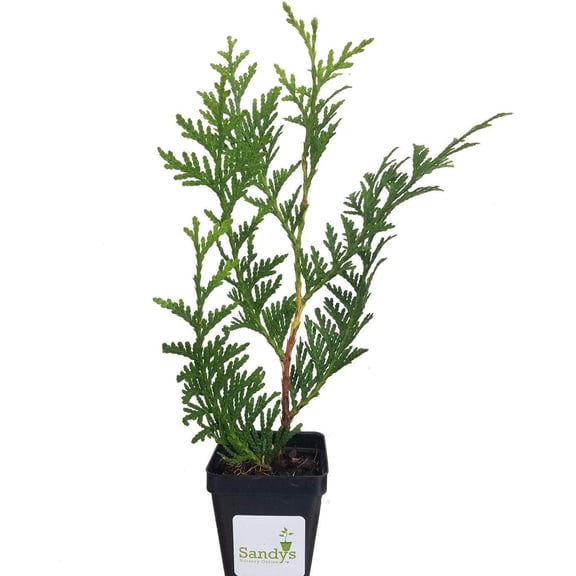 Thuja Green Giant Arborvitae 3 inch, Lot of 3