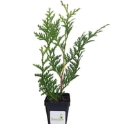 Thuja Green Giant Arborvitae 3 inch, Lot of 3