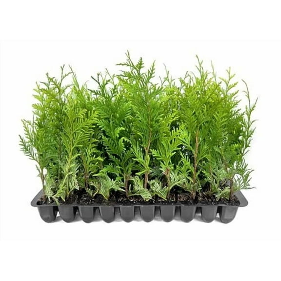 Thuja Green Giant Arborvitae - 30 Live Trees 2" Pot Size - Evergreen Privacy Plants