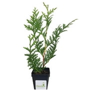 Thuja Green Giant Arborvitae 2.5 inch pot Lot of 32