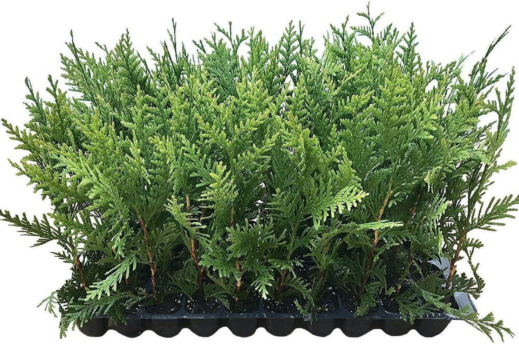 Thuja Green Giant Arborvitae Live Trees 2" Pot Size Evergreen