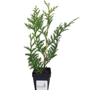 Thuja Green Giant Arborvitae Lot of 10, 3 Inch Pot