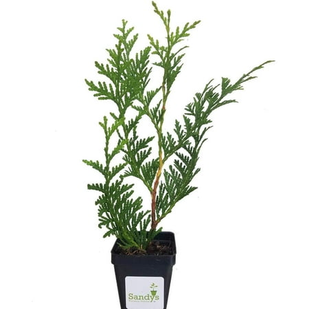 Thuja Green Giant Arborvitae Lot of 10, 3 Inch Pot