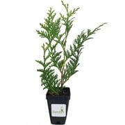 Thuja Green Giant Arborvitae Lot of 30, 3 inch 10-14 inches Tall