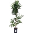 thumbnail image 1 of Thuja Green Giant Arborvitae Lot of 8, Quart Pot, "Huge" Great Size 30 - 36++ inches Tall, 1 of 8