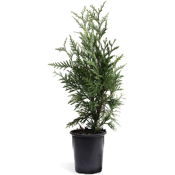  Thuja Green Giant Arborvitae Tree, 12 Ft. FastestGrowing