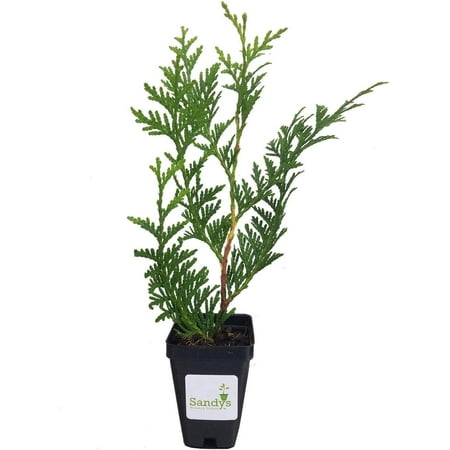 Thuja Green Giant Arborvitae Tree, 16-20+ Inches Tall, Lot of 15, 3 Inch deep Pot