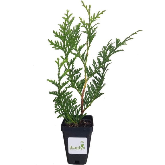 Thuja Green Giant Arborvitae Tree, Lot of 15, 3 Inch Pot