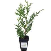 Thuja Green Giant Arborvitae Tree, Lot of 15, 3 Inch Pot