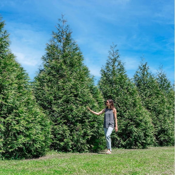 Thuja Green Giant Plant 18-Pack - Large Evergreen Arborvitae Liner - Privacy Landscaping Kit in a Box