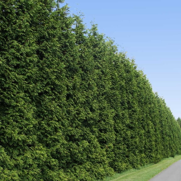 Brighter Blooms - Thuja Green Giant Arborvitae, 4-5 ft. - No Shipping to AK, AZ, HI, OR