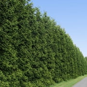Brighter Blooms - Thuja Green Giant Arborvitae, 5-6 ft. - No Shipping to AK, AZ, HI, OR