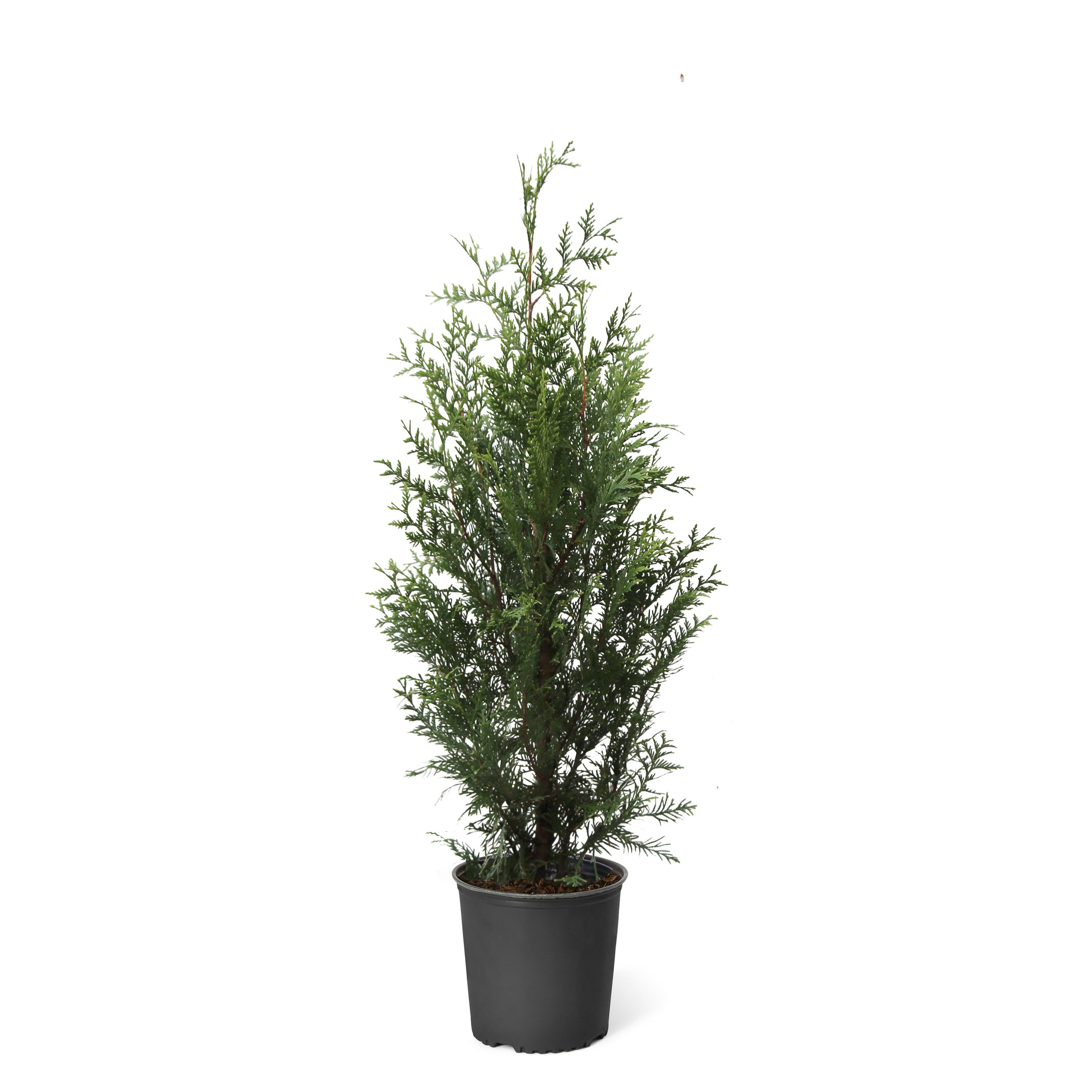 Thuja Green Giant Fast-Growing Evergreen Privacy Tree in 3-Gallon Container