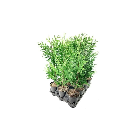 Thuja Plicata 'Green Giant' Arborvitae - 12 Live Quart Size Plants - Live Evergreen Privacy Tree
