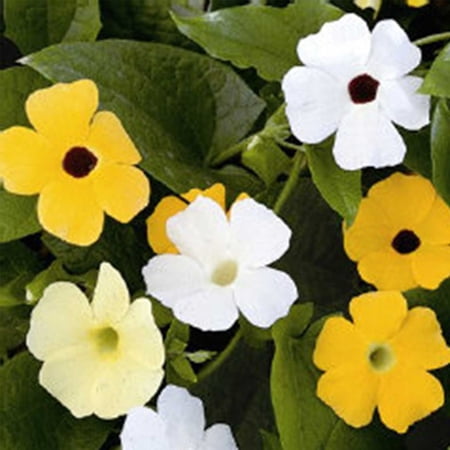 Thunbergia Alata Mix Seeds 2 Grams – Black-Eyed Susan Vine—Fast-Growing Annual—Orange, Yellow & Cream Flowers—5–8 ft climbers, non-GMO, trellis, Basket & garden use, 56–63 Days