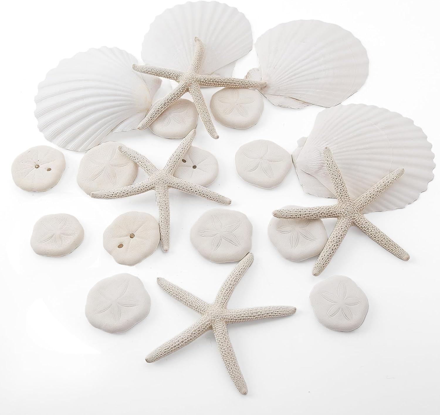 Thunder 20PCS Sea Shells for Crafting 3-4", Mini Sand Dollars Starfish ...