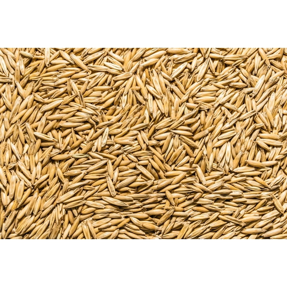 Thunder Acres Oat Seed Plant Seeds, Non-GMO, Certified Organic