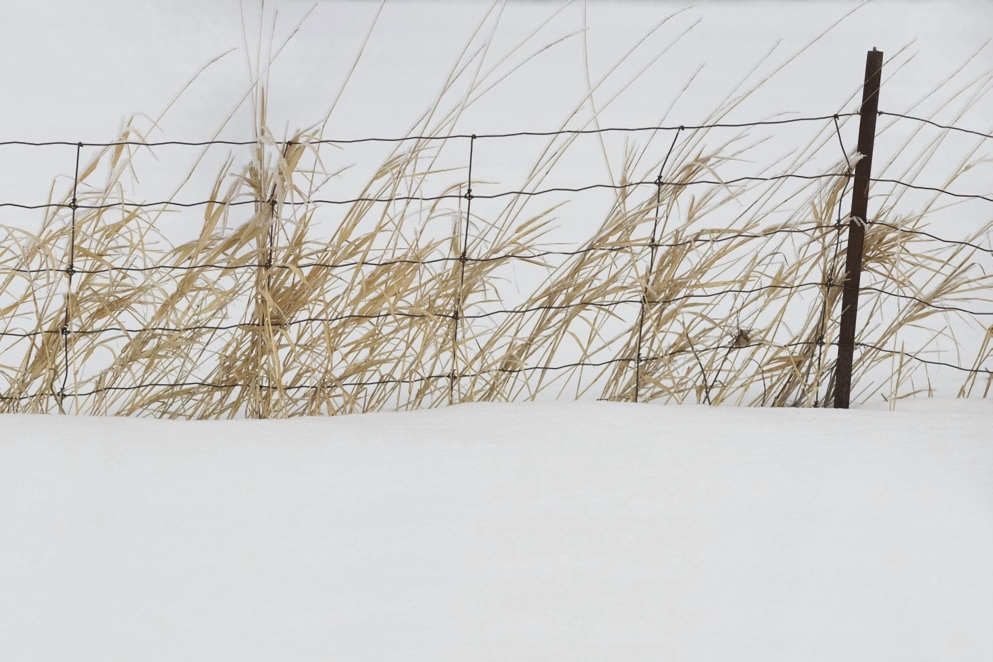 Thunder Bay Ontario Canada Tall Grass Growing Along A Fence In The Snow Canvas Art - Susan Dykstra Design Pics (19 x 12)