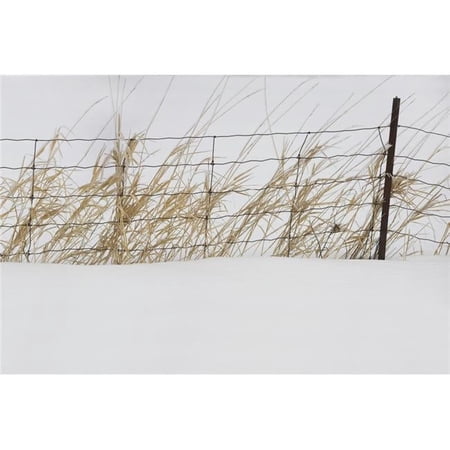 Thunder Bay - Ontario - Canada - Tall Grass Growing Along A Fence In The Snow Poster Print - 38 x 24 - Large