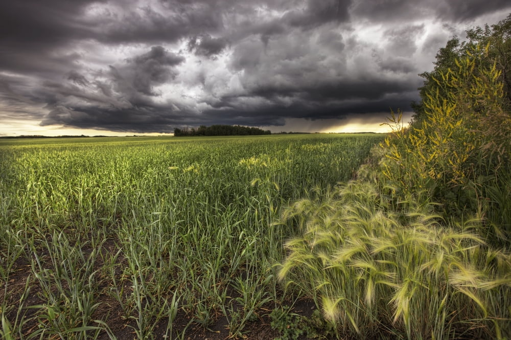 Thunder Clouds Over Field Of Wheat North Of Edmonton Alberta Canvas Art - Dan Jurak Design Pics (34 x 22)