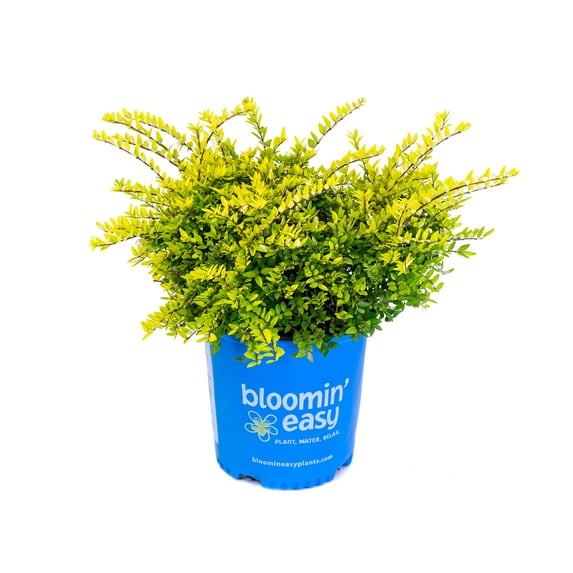 Thunderbolt - Lonicera nitida - Very Hardy - Quart Pot