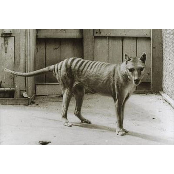 Thylacine Tasmanian Tiger Tasmanian Wolf Thylacinus Cynocephalus Last Known Individual, Unframed Photographic Print Wall Art by Dave Watts Sold by Art.Com
