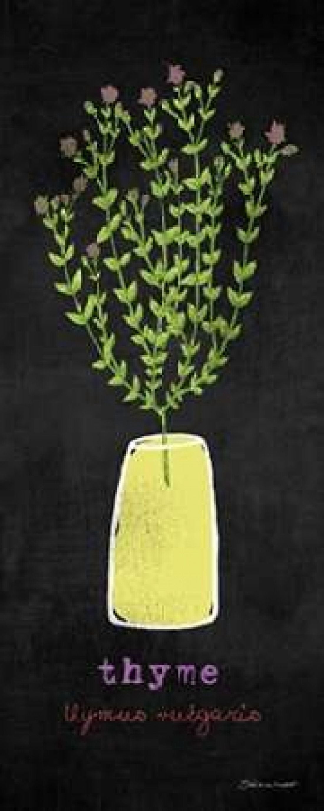 Thyme Canvas Art - Stephanie Marrott (24 x 48)