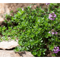 thumbnail image 1 of Thyme Herb Plant Live for Planting, Common Thyme for Garden Out Door 7 Inch Height in 3.5 Inch Pot, 1 of 7