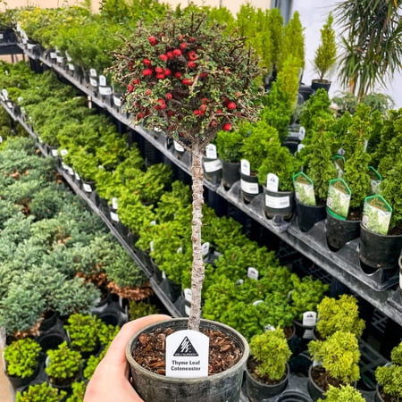 Thyme Leaf Cotoneaster on 12" Standard, Live Plant, 4" Growers Pot