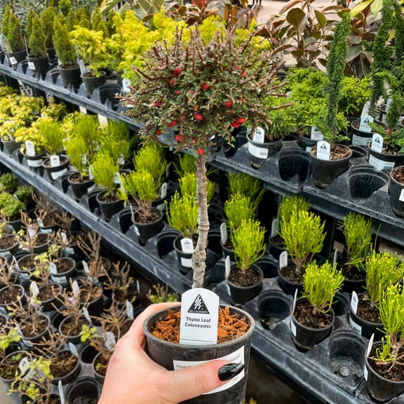 Thyme Leaf Cotoneaster on 12" Standard - Live Bonsai Starter Plant - 4" Growers Pot