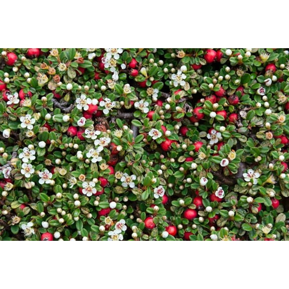 Thyme Leaf Cotoneaster thymifolia - 2.5" Pot - Bonsai/Fairy Garden