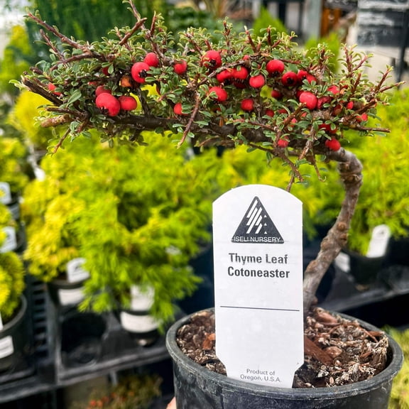 Thyme Leaf Espalier Cotoneaster, Live Plant, 4" Growers Pot