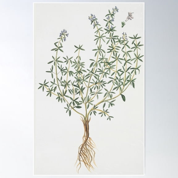 Thyme Poster Wall Art, Modern Wall Decor For Living Room Bedroom, 8x12 UNFRAMED