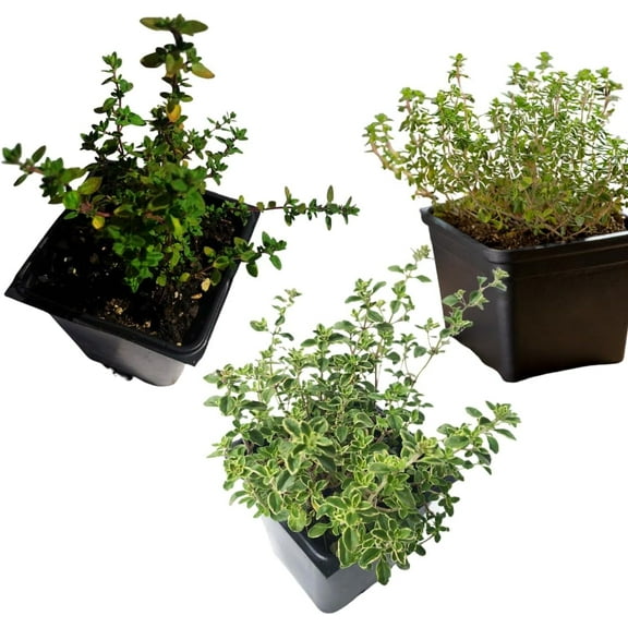 Thyme Trio - 3-Plant Organic Plant Collection - English, Lemon, and Golden Variegated Lemon Thyme (Thymus spp.) Plants in 2.5" Pots by Smoke Camp Crafts