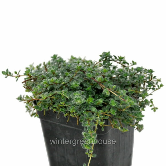 Thymus Pseudolanuginosus, Woolly, Woolly Thyme - Pot Size: 3" (2.6x3.5") - Ground Cover Plants, Plants