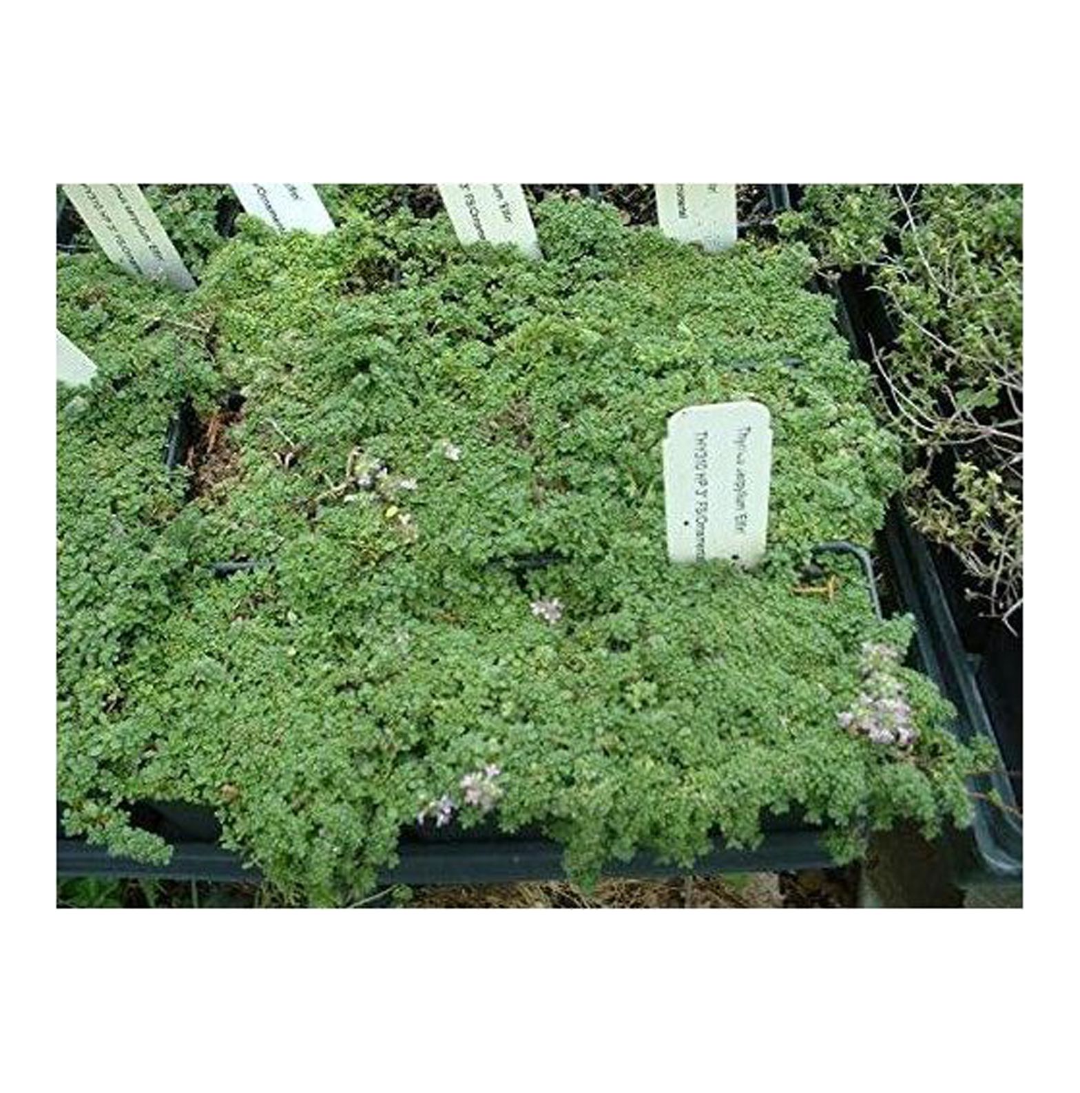 Thymus serpyllum 'Elfin', Elfin Thyme Starter Plant (1 Plant)