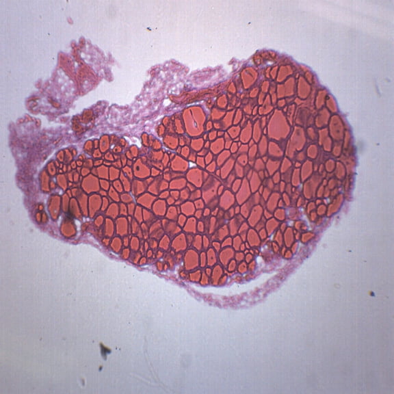 Thyroid Gland, Mammal - Prepared Microscope Slide - 75 x 25mm - Biology & Microscopy - Eisco Labs