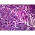 thumbnail image 1 of Thyroid Gland, Mammalian; Section by Go Science Crazy, 1 of 1