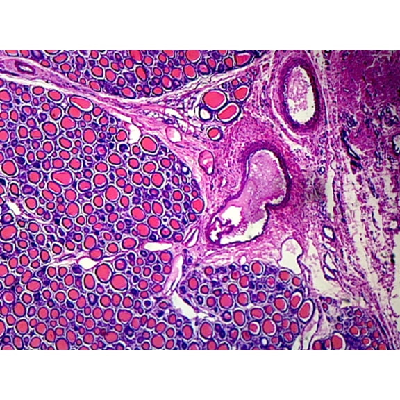 Thyroid Gland, Mammalian; Section by Go Science Crazy