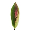 thumbnail image 1 of Ti Leaf Rainbow - Farm Direct Fresh Cut Flowers - 100 Stems, 1 of 4