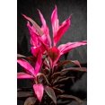 thumbnail image 1 of Ti Plant-Assorted-Deer Resistant  6" Pot, 1 of 20