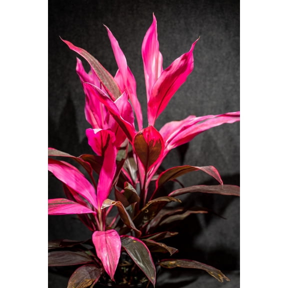 Ti Plant-Assorted-Deer Resistant 6" Pot