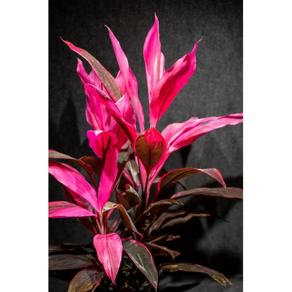 Ti Plant-Assorted-Deer Resistant 6" Pot