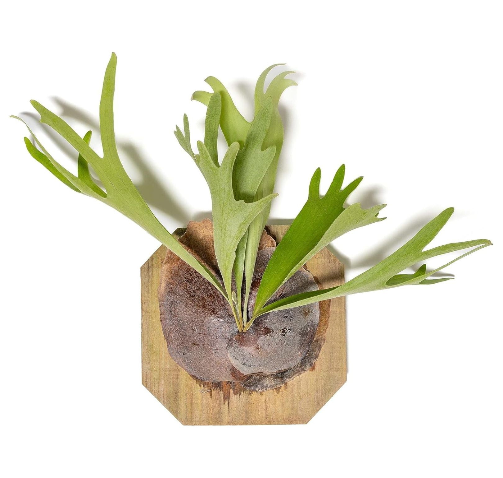 TiaGOC Staghorn Fern Mounted on a Cedar Plank Wholesale and Bulk