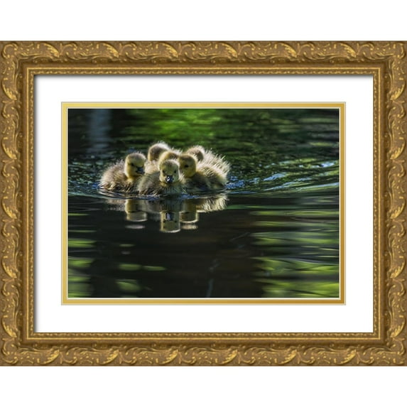 Tian, Xiaobing 24x18 Gold Ornate Wood Framed with Double Matting Museum Art Print Titled - Cute Baby Canada Geese