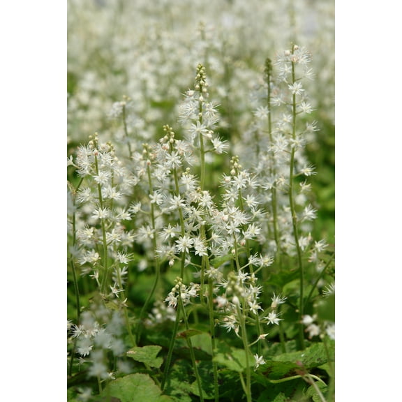 Tiarella 'Running Tapestry' -Shade Groundcover- Live Starter Plant